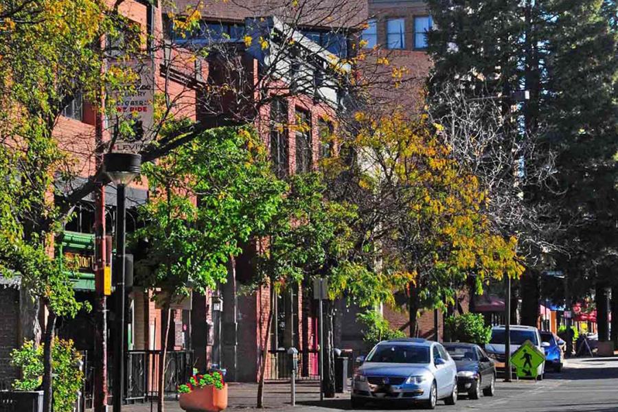 Tree-lined downtown street